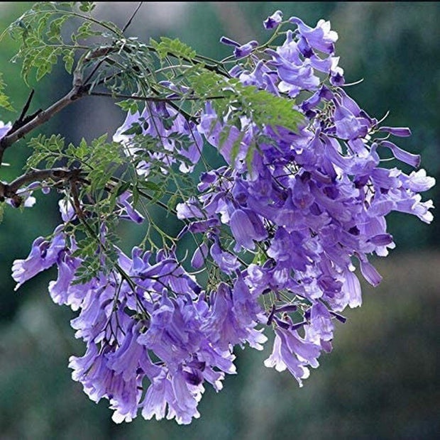 Purple Jacaranda - 20 Seeds - Mimosifolia Purple Flowers Tree - South Mountain Nursery