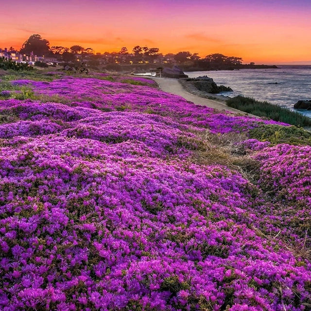 Purple Magic Creeping Thyme Seeds - Easy - Grow, Fragrant Ground Cover Plants, Open Pollinated - Thymus Serpyllum - South Mountain Nursery