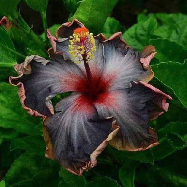 Rare Black Pink Purple Hibiscus Seeds "Black Rainbow" Giant Flower Tropical Seeds - Perennial - Easy to Grow - Huge Flowers - South Mountain Nursery