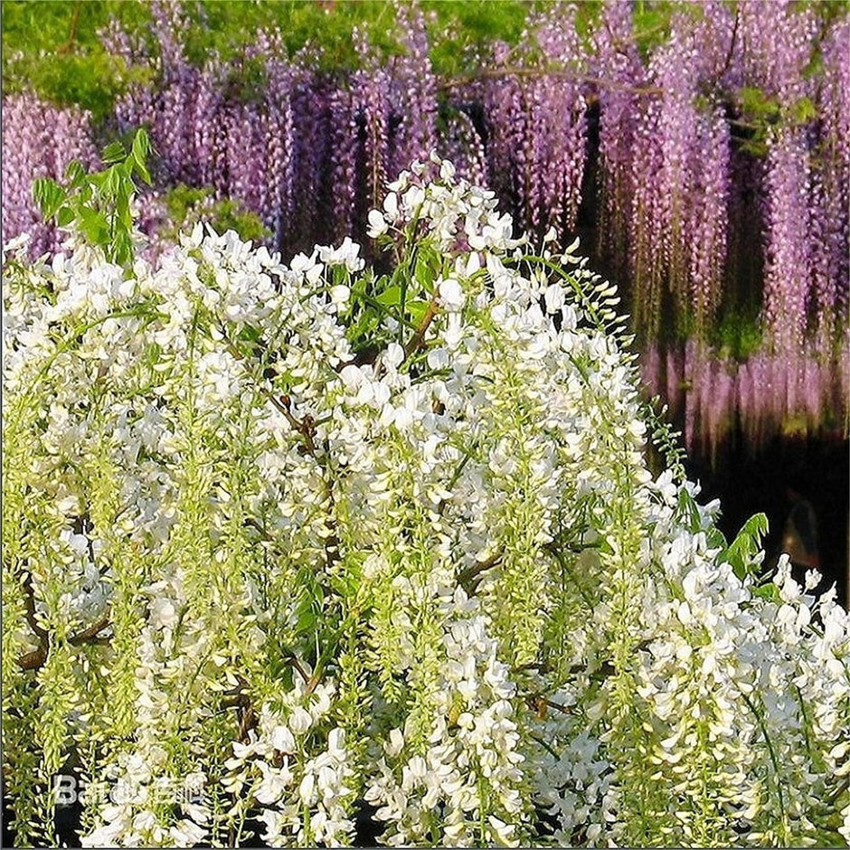 wisteria bonsai tree seeds Rare Mixed Color Wisteria Bonsai Tree Seeds - Highly Prized Flowering Japanese