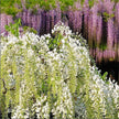 Rare Mixed Color Wisteria Bonsai Tree Seeds - Highly Prized Flowering Japanese - South Mountain Nursery