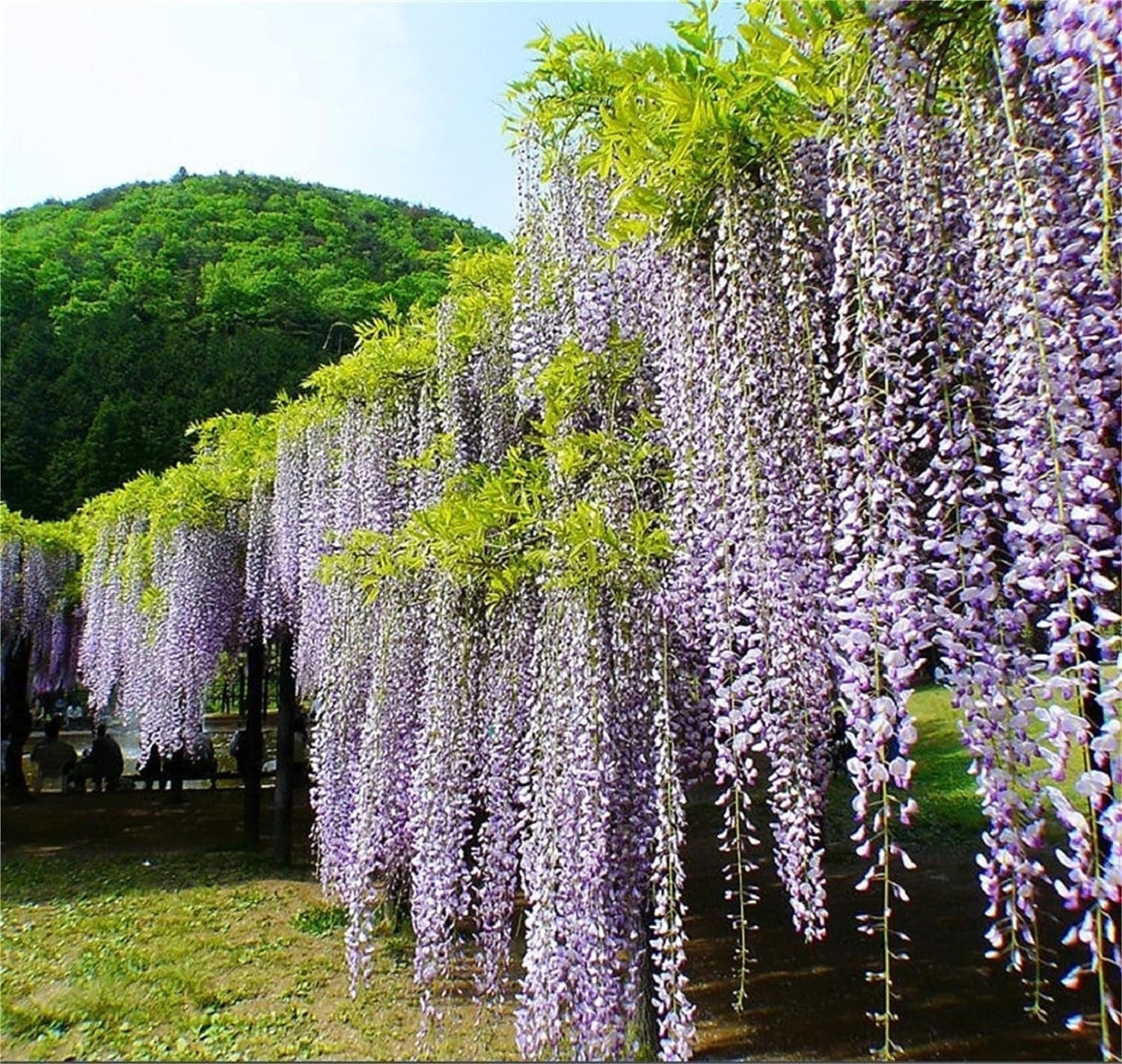 buy wisteria bonsai tree Rare Mixed Color Wisteria Bonsai Tree Seeds - Highly Prized Flowering Japanese