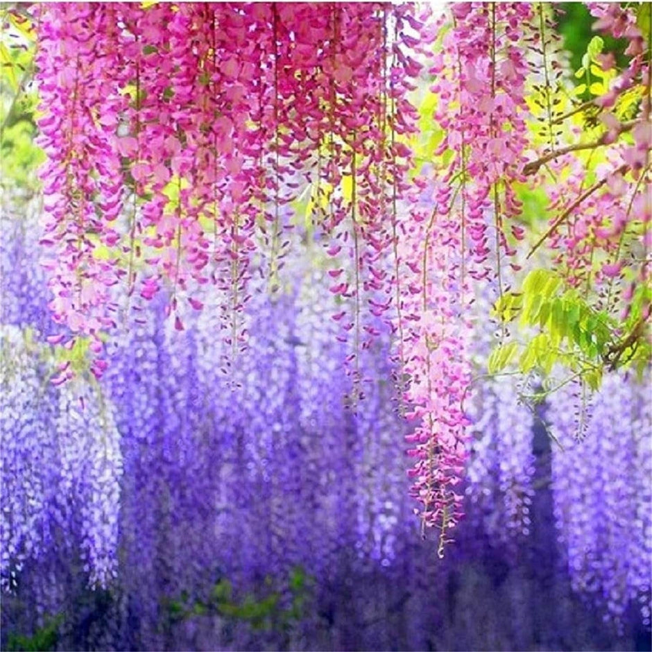 wisteria flower seeds Rare Mixed Color Wisteria Bonsai Tree Seeds - Highly Prized Flowering Japanese