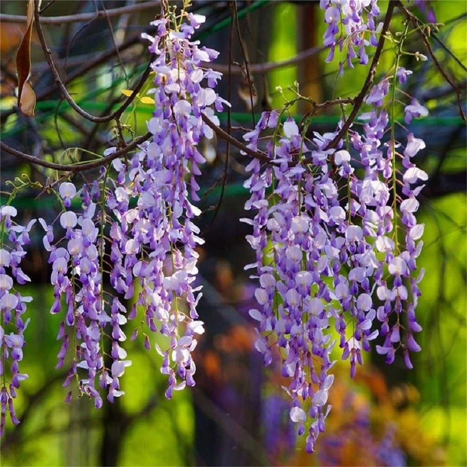 buy wisteria bonsai tree Rare Mixed Color Wisteria Bonsai Tree Seeds - Highly Prized Flowering Japanese