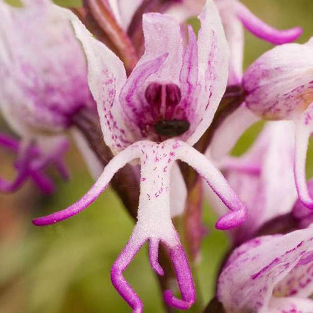 Rare Orchid - 100 Seeds - Non - Gmo - Man Flowers Monkey Orchid - South Mountain Nursery