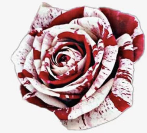 Rare White Blood Rose Plant Flower Seeds Flower Garden Asaka Rare True Blood Rose - South Mountain Nursery