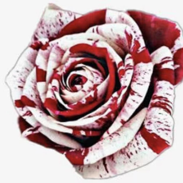 Rare White Blood Rose Plant Flower Seeds Flower Garden Asaka Rare True Blood Rose - South Mountain Nursery