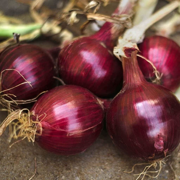 Red Burgundy Onion Seeds - Heirloom Non GMO Garden Vegetable - South Mountain Nursery
