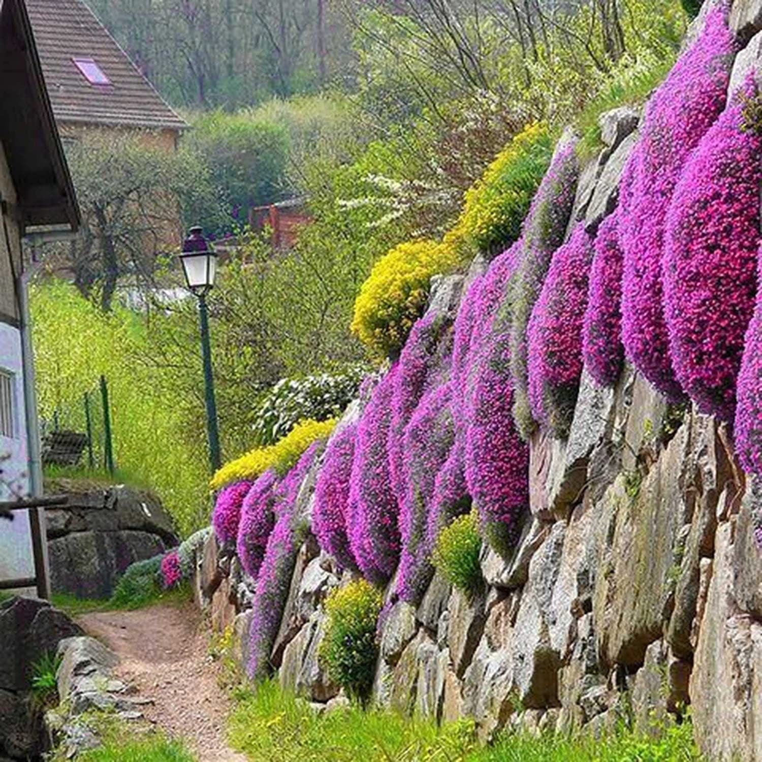 creeping thyme ground cover flower seed mat Red Carpet Creeping Thyme Ground Cover - 5000 Plant Seeds Perennial- Non-Gmo - Heirloom Flower