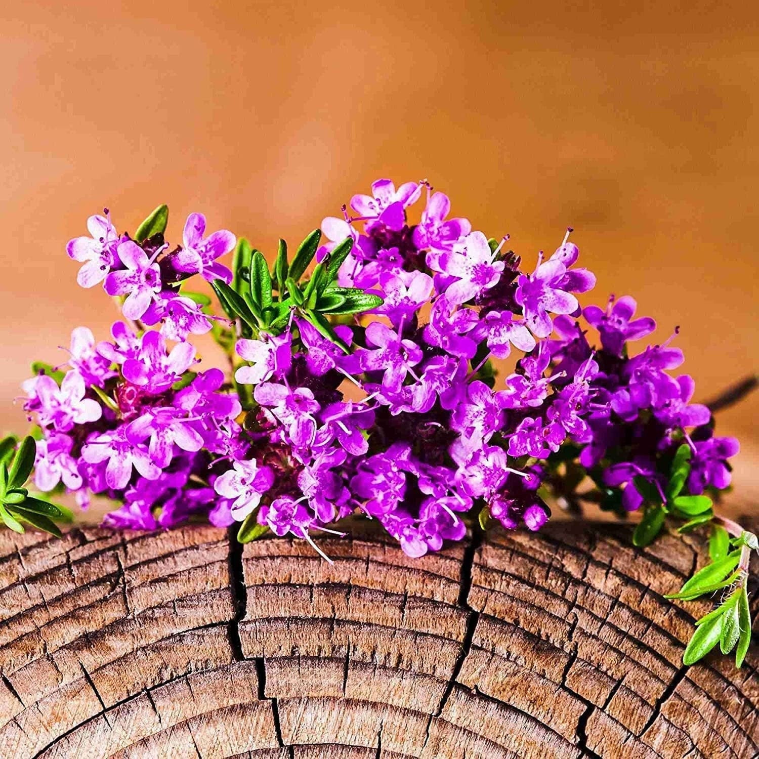 creeping thyme ground cover flower seed mat Red Carpet Creeping Thyme Ground Cover - 5000 Plant Seeds Perennial- Non-Gmo - Heirloom Flower