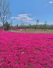 Red Creeping Thyme Seeds - Easy - Grow, Fragrant Ground Cover Plants, Open Pollinated - Thymus Serpyllum - South Mountain Nursery