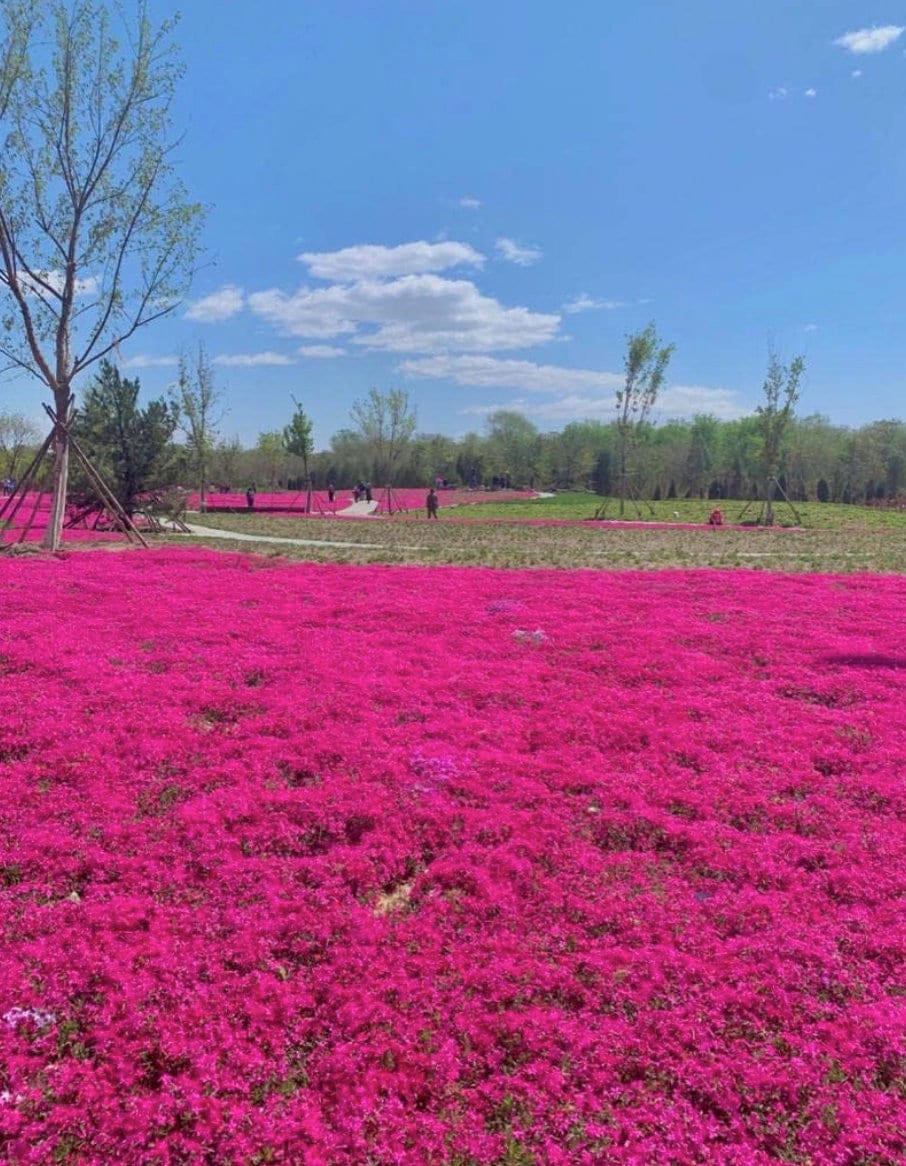 Red Creeping Thyme Seeds - Easy - Grow, Fragrant Ground Cover Plants, Open Pollinated - Thymus Serpyllum - South Mountain Nursery