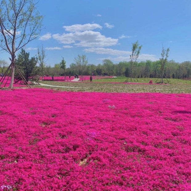 Red Creeping Thyme Seeds - Easy - Grow, Fragrant Ground Cover Plants, Open Pollinated - Thymus Serpyllum - South Mountain Nursery