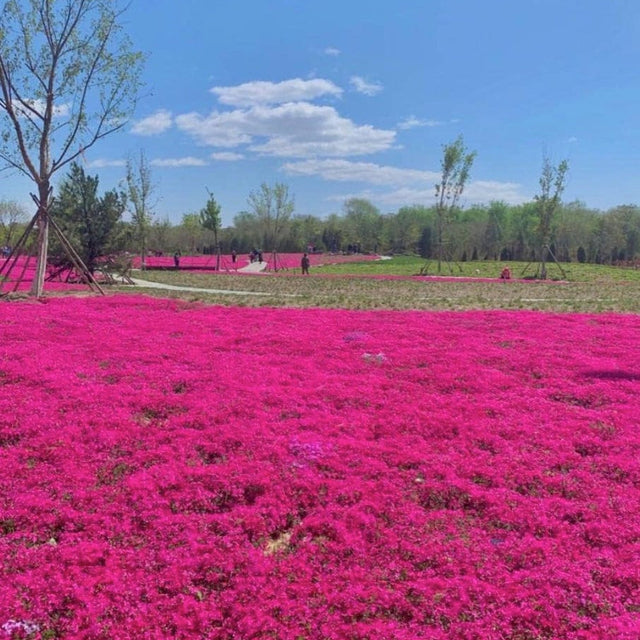 Red Creeping Thyme Seeds - Easy - Grow, Fragrant Ground Cover Plants, Open Pollinated - Thymus Serpyllum - South Mountain Nursery