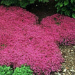 Red Creeping Thyme Seeds - Easy - Grow, Fragrant Ground Cover Plants, Open Pollinated - Thymus Serpyllum - South Mountain Nursery