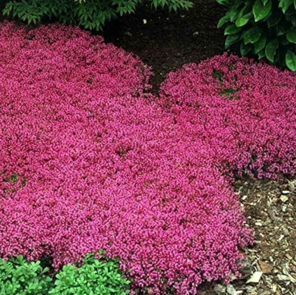Red Creeping Thyme Seeds - Easy - Grow, Fragrant Ground Cover Plants, Open Pollinated - Thymus Serpyllum - South Mountain Nursery