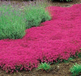Red Creeping Thyme Seeds - Easy - Grow, Fragrant Ground Cover Plants, Open Pollinated - Thymus Serpyllum - South Mountain Nursery