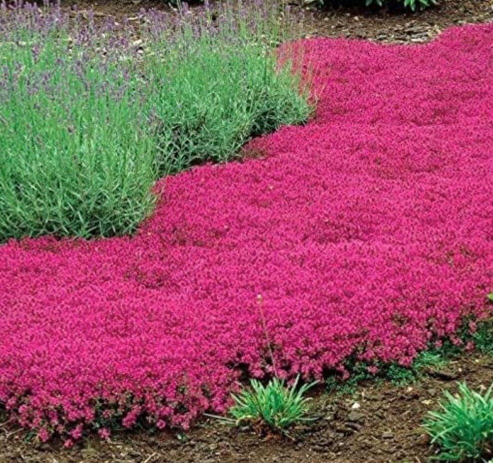 Red Creeping Thyme Seeds - Easy - Grow, Fragrant Ground Cover Plants, Open Pollinated - Thymus Serpyllum - South Mountain Nursery