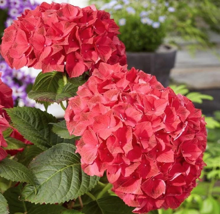 Red Hydrangea Seeds - Beautiful Attractive Showy and Hardy Perennial Flowers - South Mountain Nursery