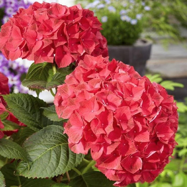 Red Hydrangea Seeds - Beautiful Attractive Showy and Hardy Perennial Flowers - South Mountain Nursery