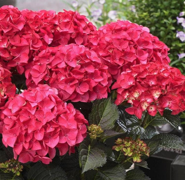 Red Hydrangea Seeds - Beautiful Attractive Showy and Hardy Perennial Flowers - South Mountain Nursery
