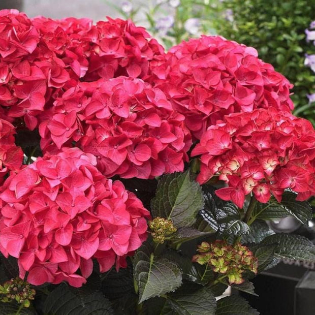 Red Hydrangea Seeds - Beautiful Attractive Showy and Hardy Perennial Flowers - South Mountain Nursery