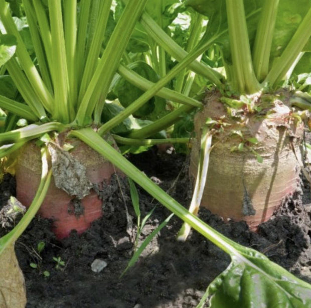 Red Mammoth Fodder Beet - 250 Seeds - Non - Gmo Heirloom - South Mountain Nursery