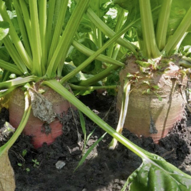 Red Mammoth Fodder Beet - 250 Seeds - Non - Gmo Heirloom - South Mountain Nursery
