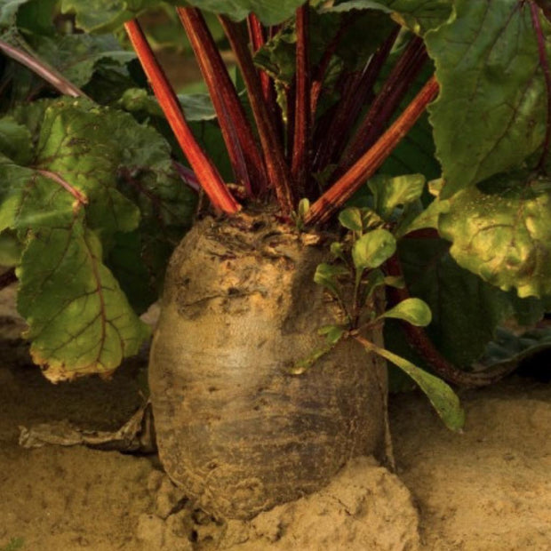 Red Mammoth Fodder Beet - 250 Seeds - Non - Gmo Heirloom - South Mountain Nursery