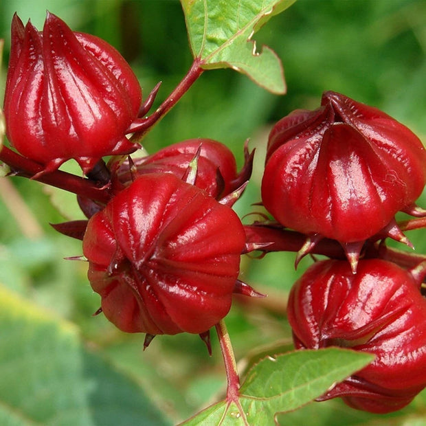 Red Roselle Seeds - (Hibiscus Sabdariffa) Jamaican Sorrel Seeds - Florida Cranberry - Indian Roselle - Vibrant Hibiscus Wonders - South Mountain Nursery