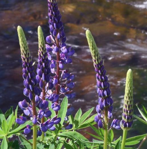 Riverbank Lupine Seeds - Rainbow Blossoms Rare Wildflower - Easy to Plant and Grow - South Mountain Nursery