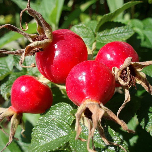Rose Hip Seeds (Rosa Canina) Packet of 10 Seeds - South Mountain Nursery