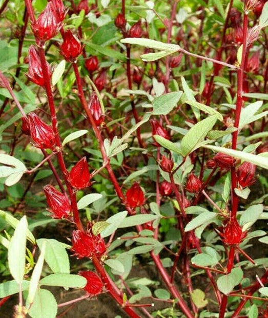 Rosella - 30 Seeds - Hibiscus Sabdariffa Edible Fruit Perennial Fast Growing - South Mountain Nursery