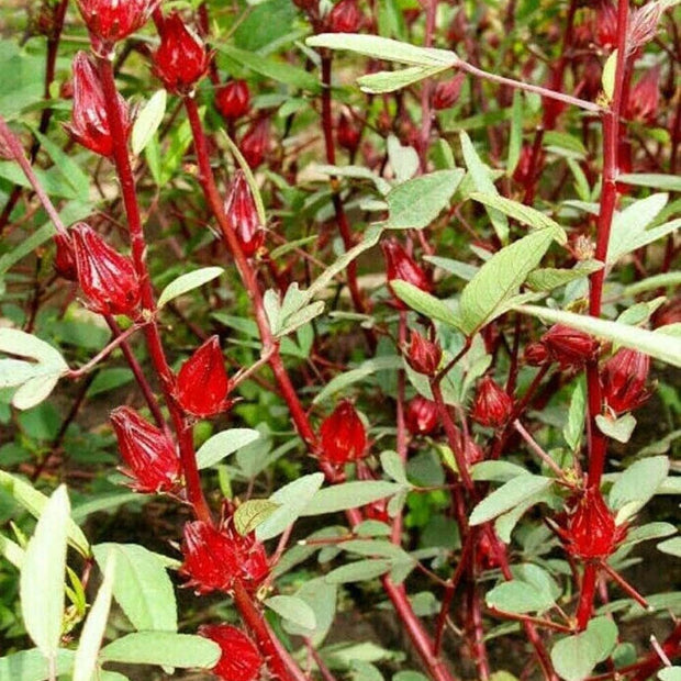 Rosella - 30 Seeds - Hibiscus Sabdariffa Edible Fruit Perennial Fast Growing - South Mountain Nursery