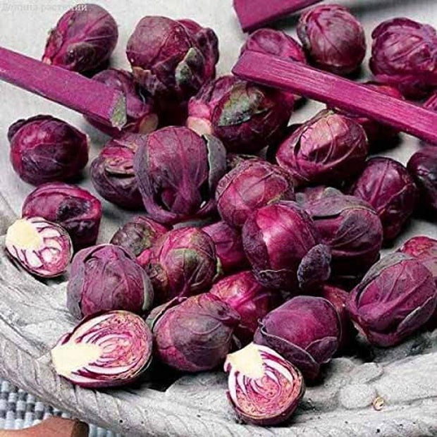 Rosella Brussels Sprouts Cabbage - 100 Seeds - Purple egetable - South Mountain Nursery