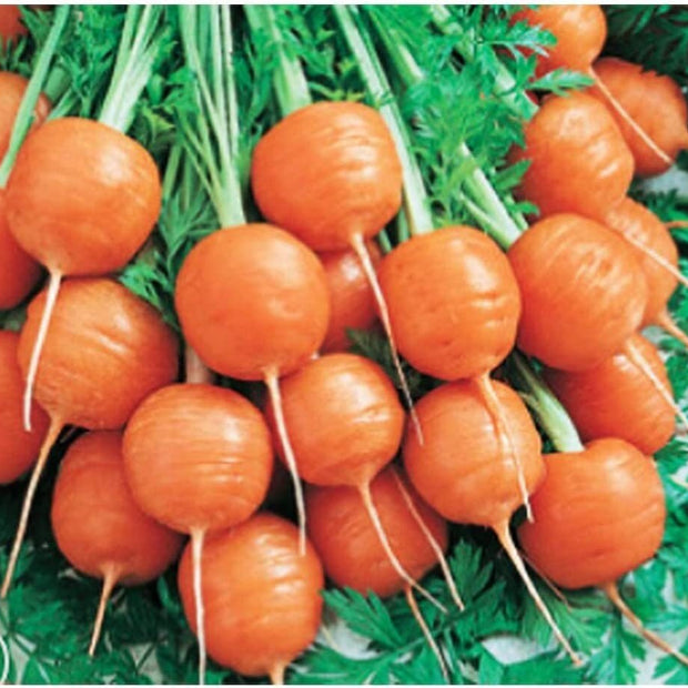 Round Parisian Carrots - 500 Seeds - South Mountain Nursery