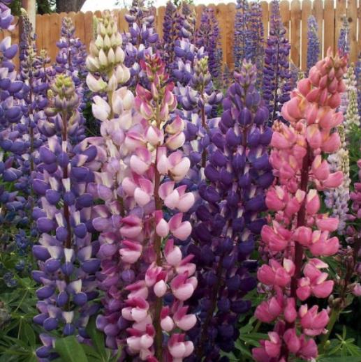 Russell Lupine Seeds - Rainbow Blossoms Rare Wildflower - Easy to Plant and Grow - South Mountain Nursery