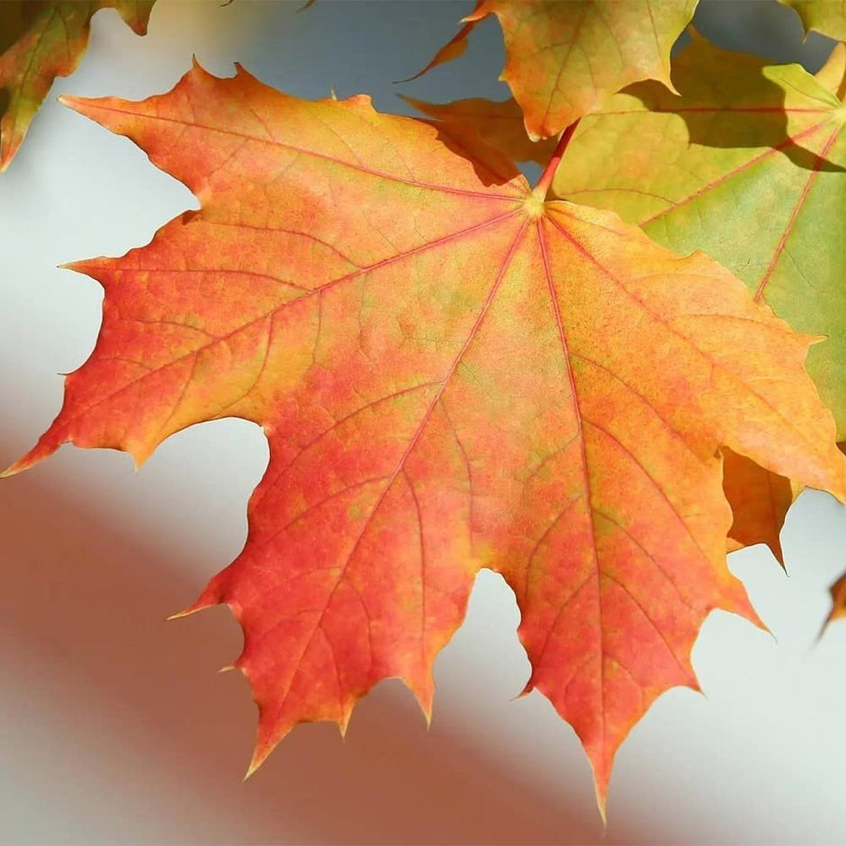 Sugar Maple Tree - 20 Seeds - Acer Saccharum, Colorful and Easy to Grow Fast - Growing - South Mountain Nursery