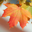 Sugar Maple Tree - 20 Seeds - Acer Saccharum, Colorful and Easy to Grow Fast - Growing - South Mountain Nursery