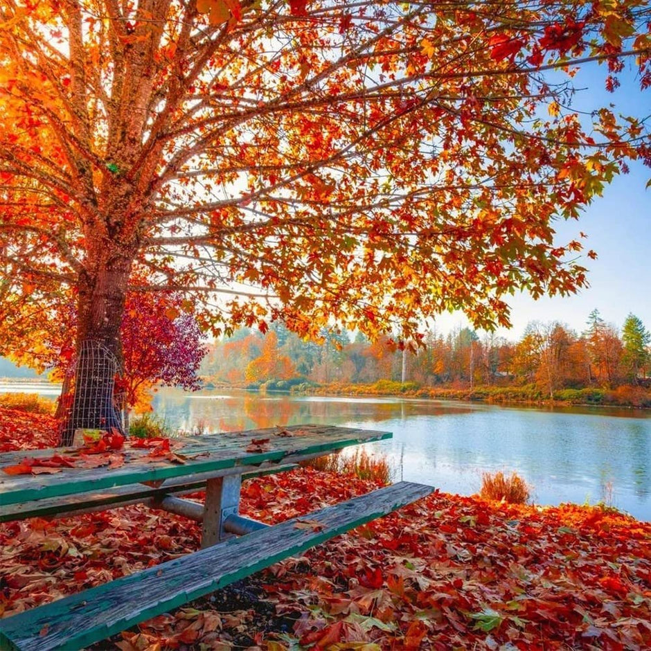 Sugar Maple Tree - 20 Seeds - Acer Saccharum, Colorful and Easy to Grow Fast - Growing - South Mountain Nursery