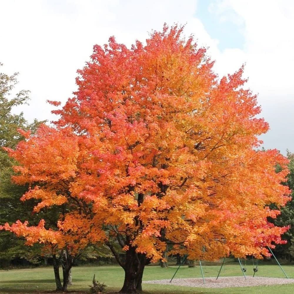 Sugar Maple Tree - 20 Seeds - Acer Saccharum, Colorful and Easy to Grow Fast - Growing - South Mountain Nursery
