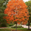 Sugar Maple Tree - 20 Seeds - Acer Saccharum, Colorful and Easy to Grow Fast - Growing - South Mountain Nursery
