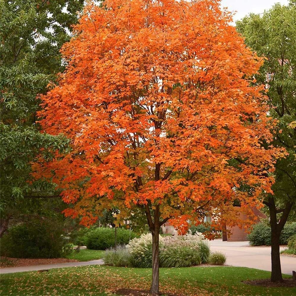 Sugar Maple Tree - 20 Seeds - Acer Saccharum, Colorful and Easy to Grow Fast - Growing - South Mountain Nursery