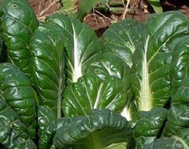 Tatsoi Mustard - 500 Seeds - Heirloom Non GMO Garden Vegetable Bulk - South Mountain Nursery