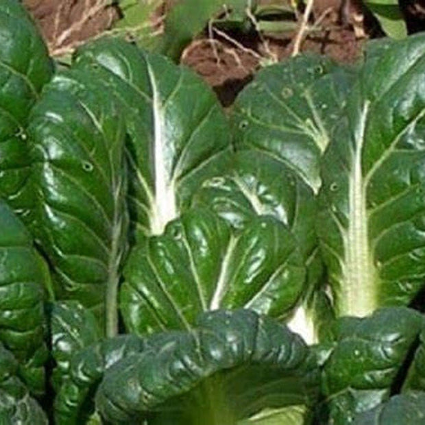 Tatsoi Mustard - 500 Seeds - Heirloom Non GMO Garden Vegetable Bulk - South Mountain Nursery