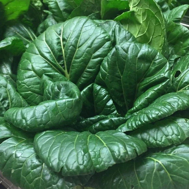 Tatsoi Mustard - 500 Seeds - Heirloom Non GMO Garden Vegetable Bulk - South Mountain Nursery