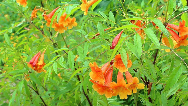 Tecoma X Orange Jubilee 'Tecoma Alata' Seeds - Flaming Bells, Orange Trumpet, Esperanza - South Mountain Nursery