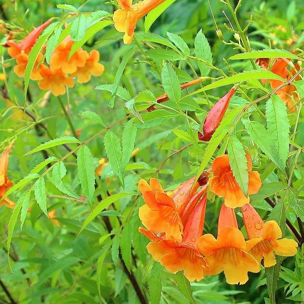 Tecoma X Orange Jubilee 'Tecoma Alata' Seeds - Flaming Bells, Orange Trumpet, Esperanza - South Mountain Nursery