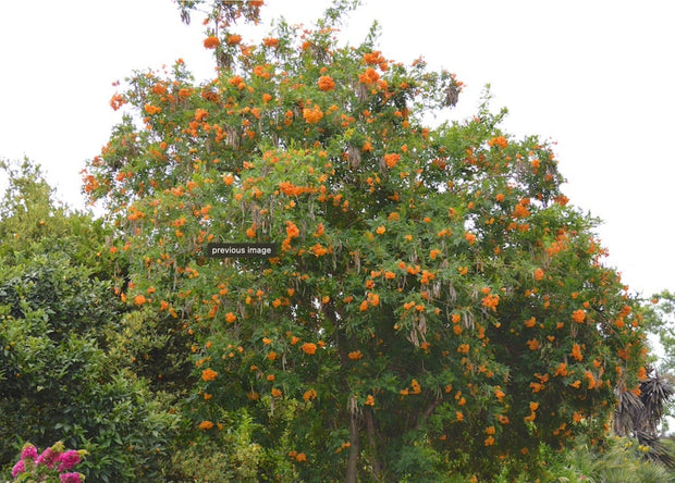 Tecoma X Orange Jubilee 'Tecoma Alata' Seeds - Flaming Bells, Orange Trumpet, Esperanza - South Mountain Nursery
