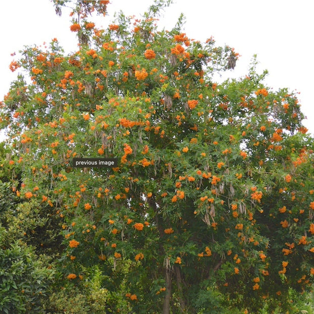 Tecoma X Orange Jubilee 'Tecoma Alata' Seeds - Flaming Bells, Orange Trumpet, Esperanza - South Mountain Nursery